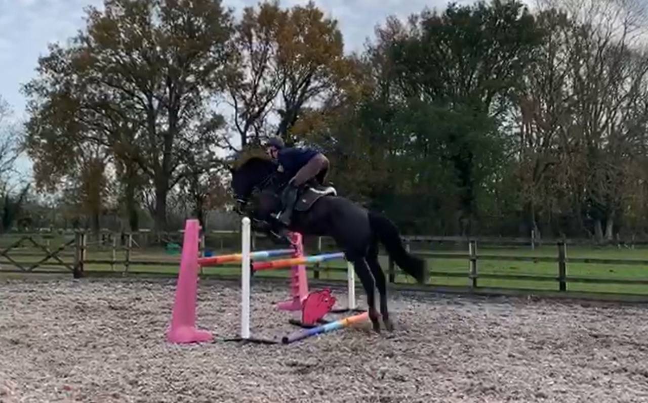 SOLD 2020 4yo Gelding- Serious competition prospect