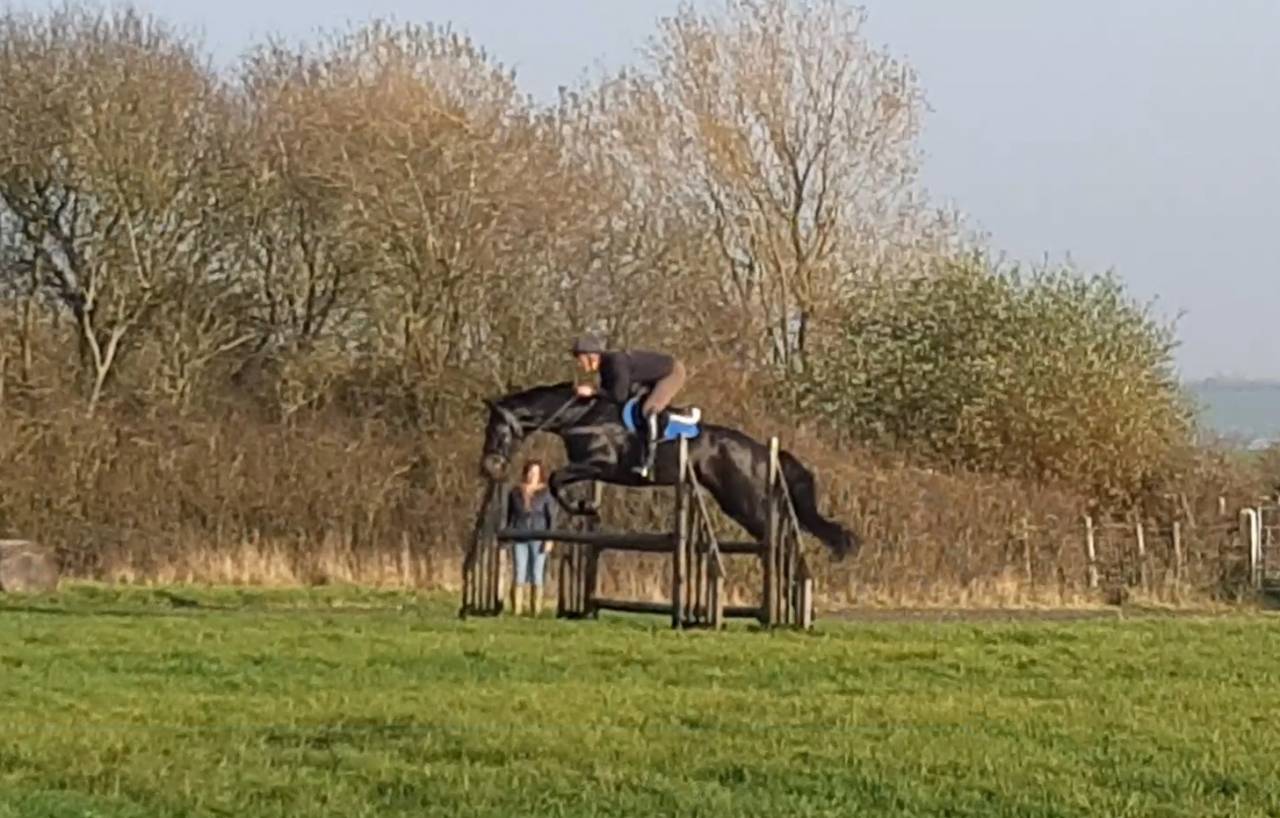 SOLD 2020 4yo Gelding- Serious competition prospect