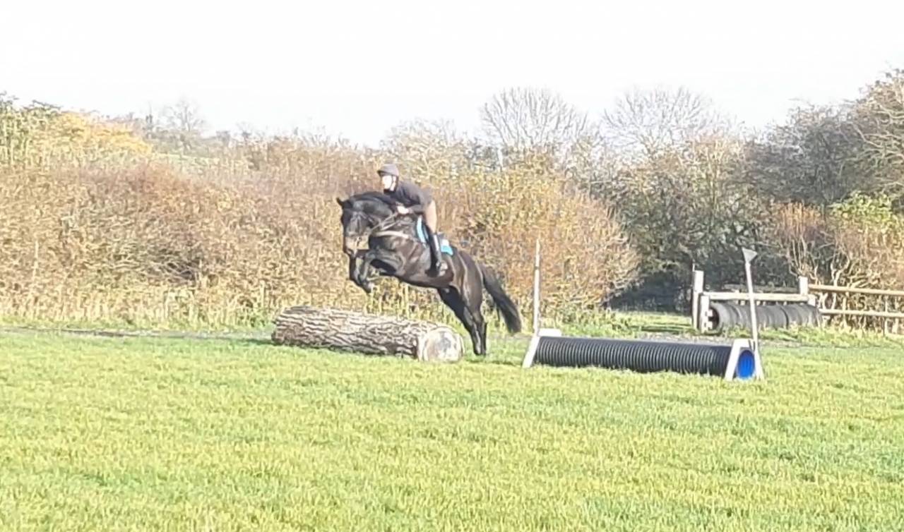 SOLD 2020 4yo Gelding- Serious competition prospect