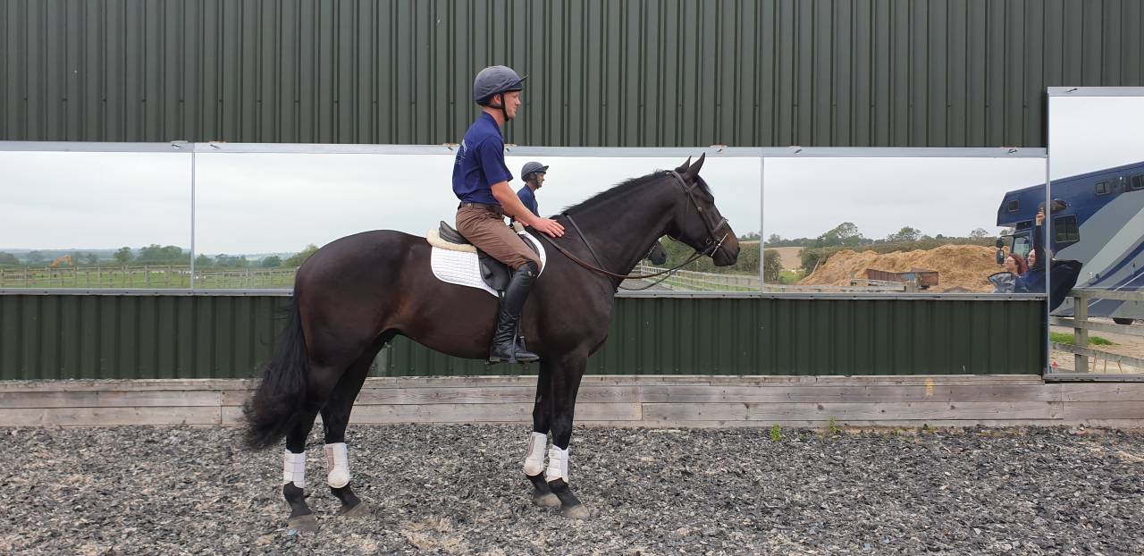 SOLD 2020 4yo Gelding- Serious competition prospect