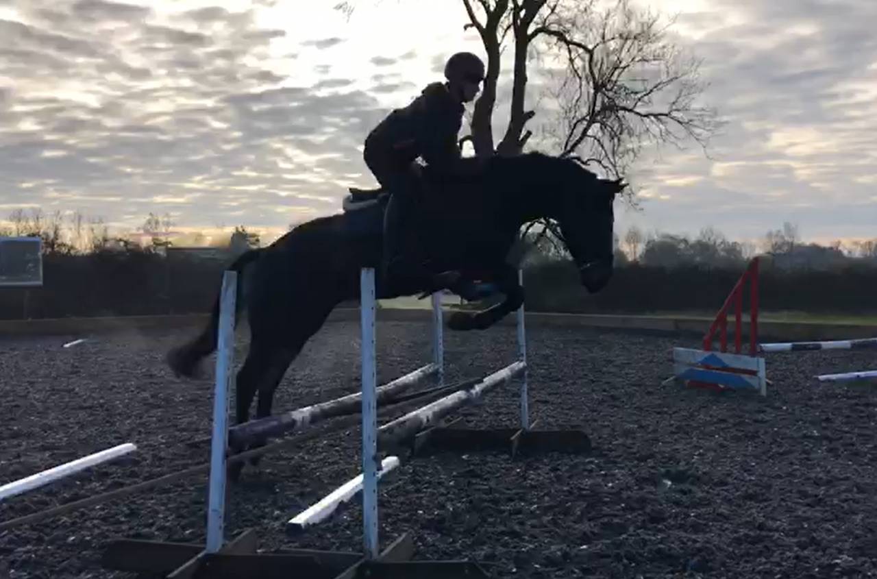 SOLD 2020 4yo Gelding- Serious competition prospect