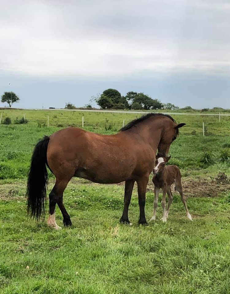Broodmare New Forest For sale 2003 Bay