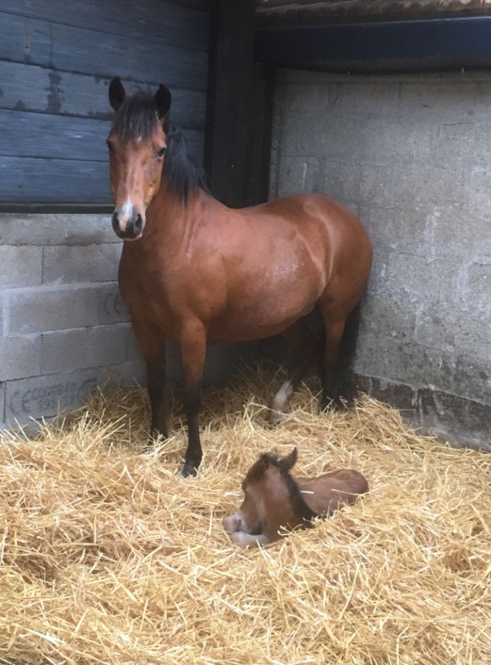 Broodmare New Forest For sale 2003 Bay