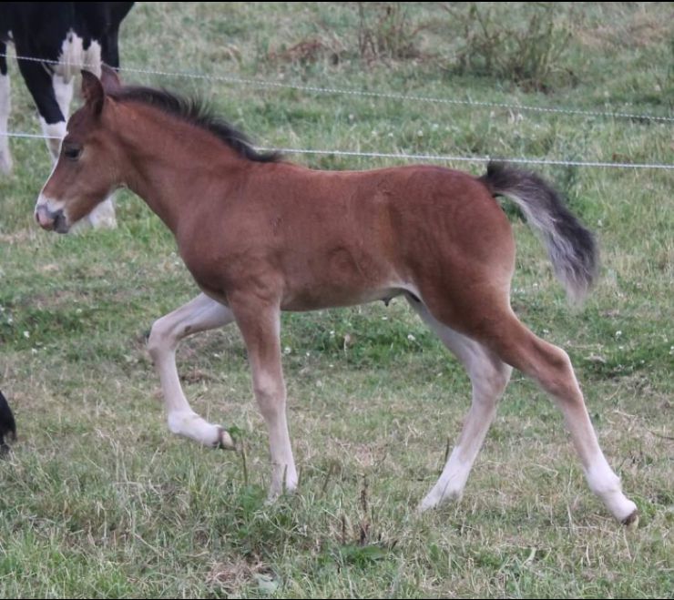 Broodmare New Forest For sale 2003 Bay