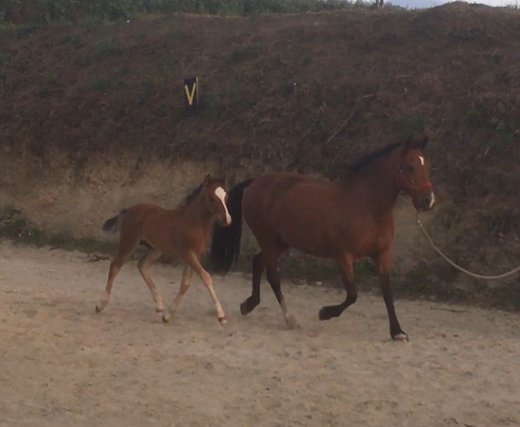 Broodmare New Forest For sale 2003 Bay