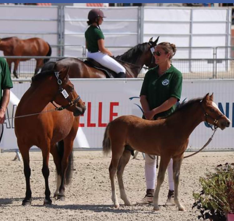Broodmare New Forest For sale 2003 Bay