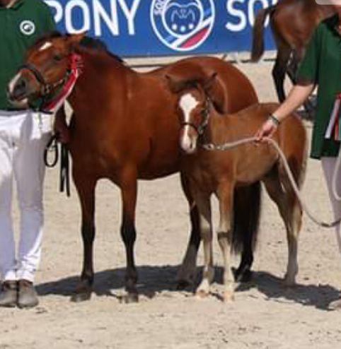 Broodmare New Forest For sale 2003 Bay