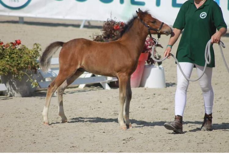 Broodmare New Forest For sale 2003 Bay