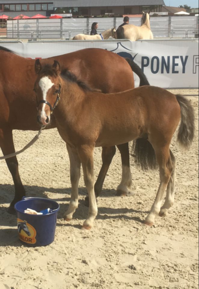 Broodmare New Forest For sale 2003 Bay