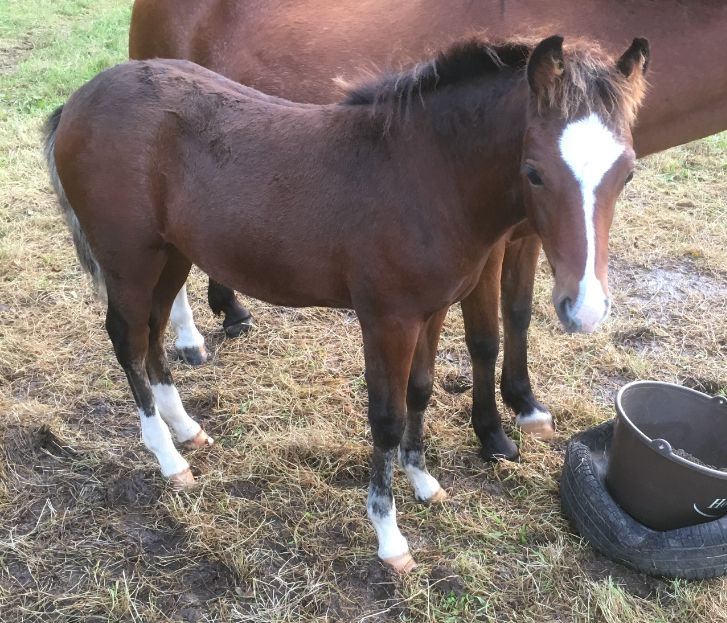 Broodmare New Forest For sale 2003 Bay