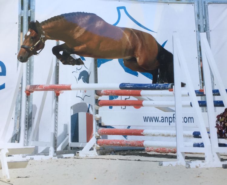 Broodmare New Forest For sale 2003 Bay