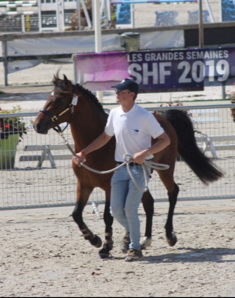 Broodmare New Forest For sale 2003 Bay