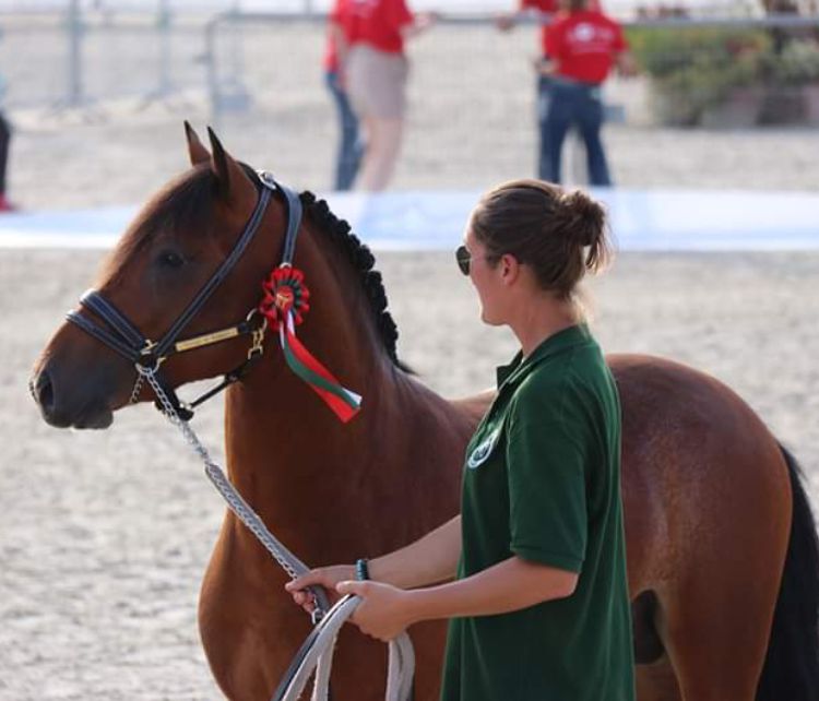 Broodmare New Forest For sale 2003 Bay