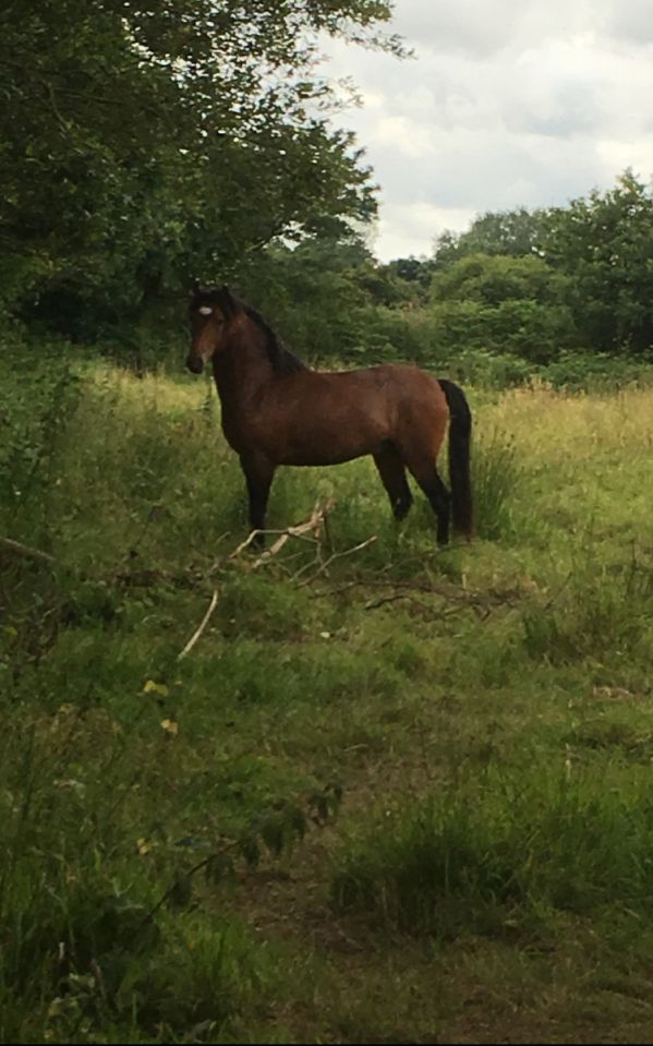 Broodmare New Forest For sale 2003 Bay
