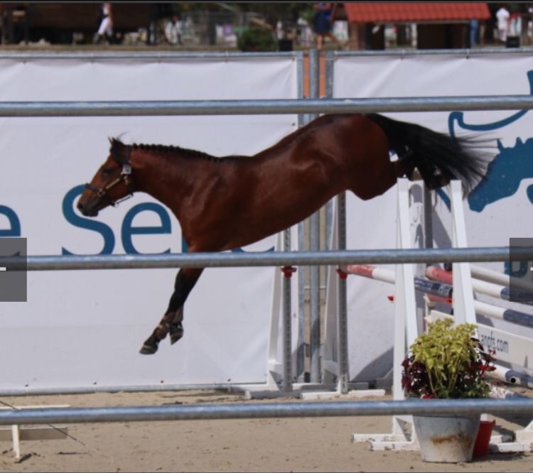 Broodmare New Forest For sale 2003 Bay