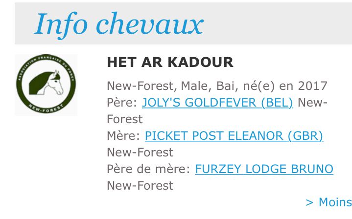 Broodmare New Forest For sale 2003 Bay