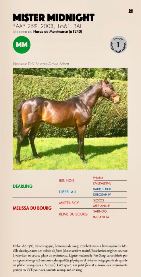 MISTER MIDNIGHT - Anglo-Arabian 2008 by DEARLING