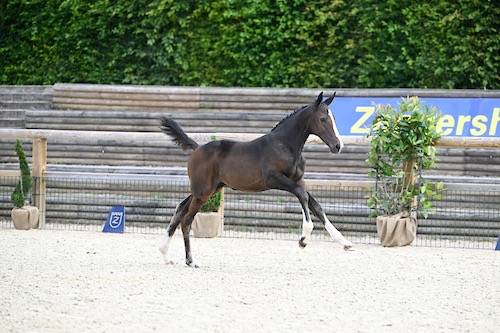 Filly Zangersheide For sale 2024 Bay