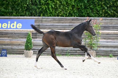 Filly Zangersheide For sale 2024 Bay