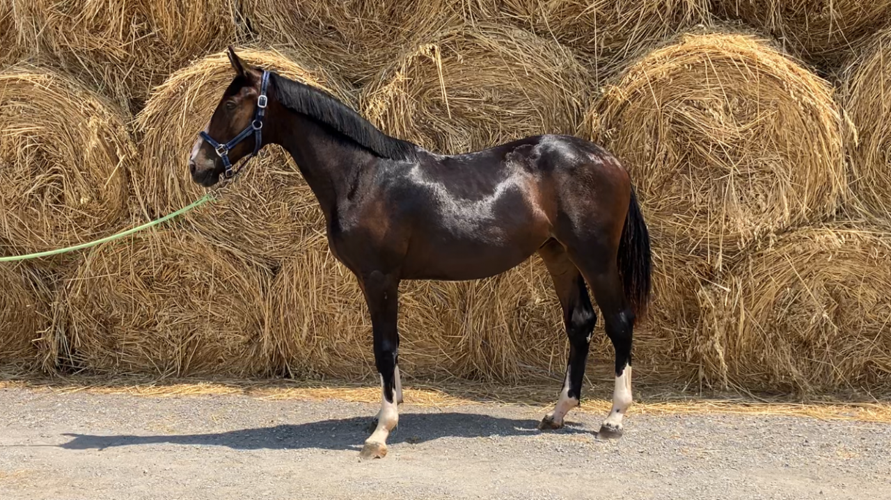 Filly Zangersheide For sale 2024 Bay
