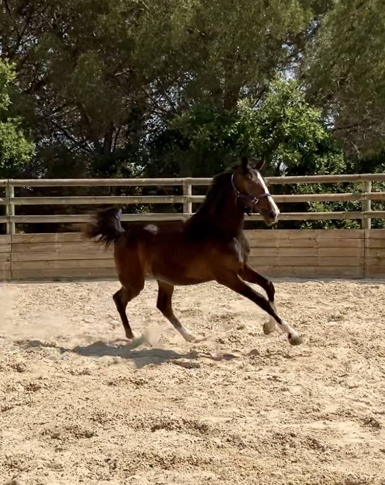 Filly Zangersheide For sale 2024 Bay