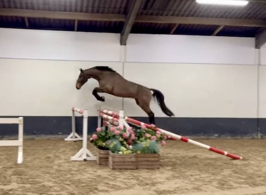 Gelding KWPN Dutch Warmblood For sale 2022 Bay