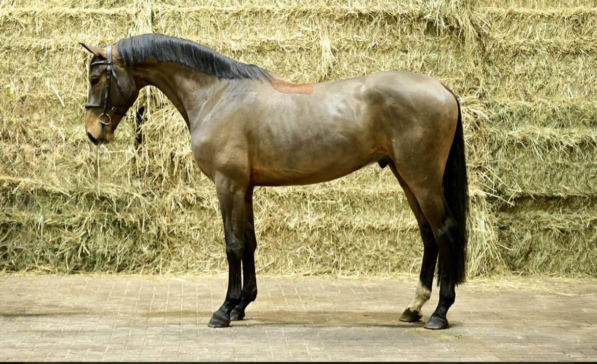 Gelding KWPN Dutch Warmblood For sale 2022 Bay