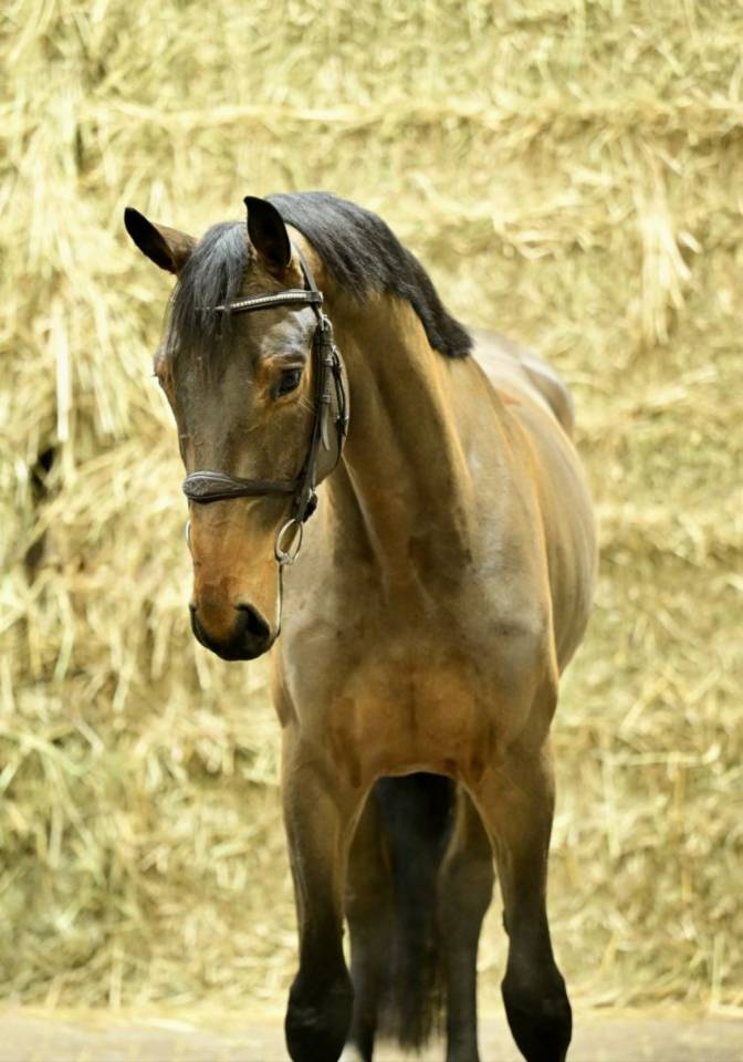 Gelding KWPN Dutch Warmblood For sale 2022 Bay