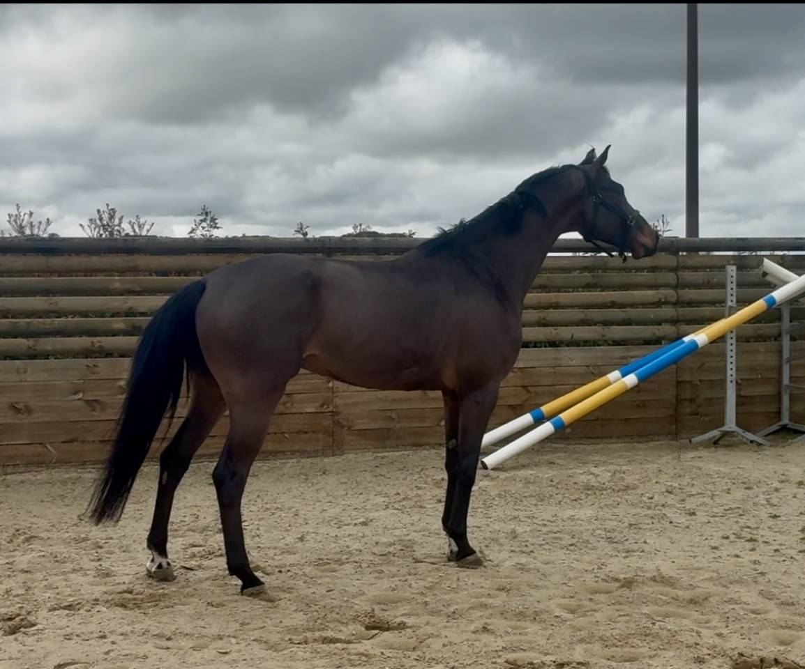 Gelding Hanoverian For sale 2021 Bay
