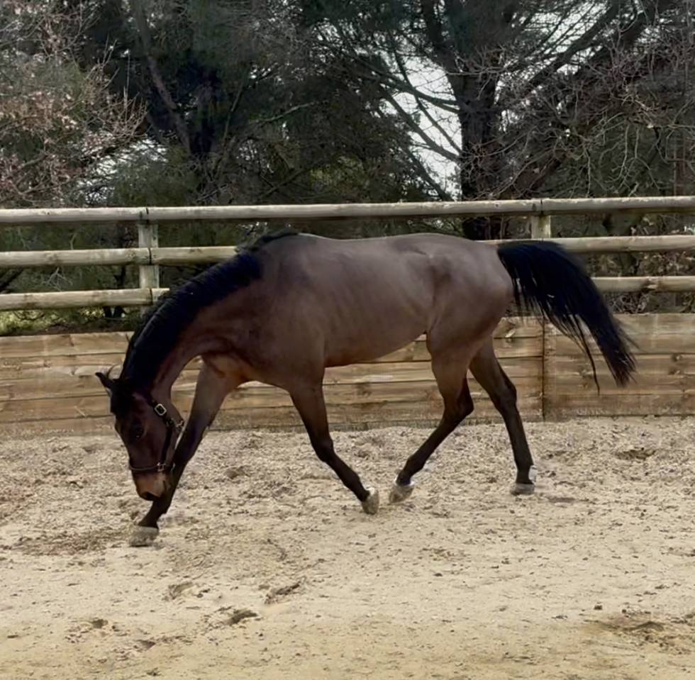 Gelding Hanoverian For sale 2021 Bay