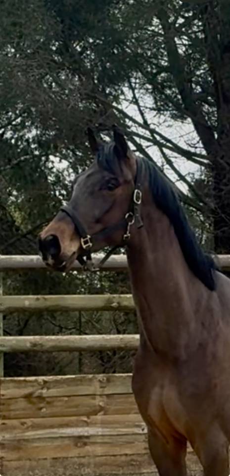 Gelding Hanoverian For sale 2021 Bay