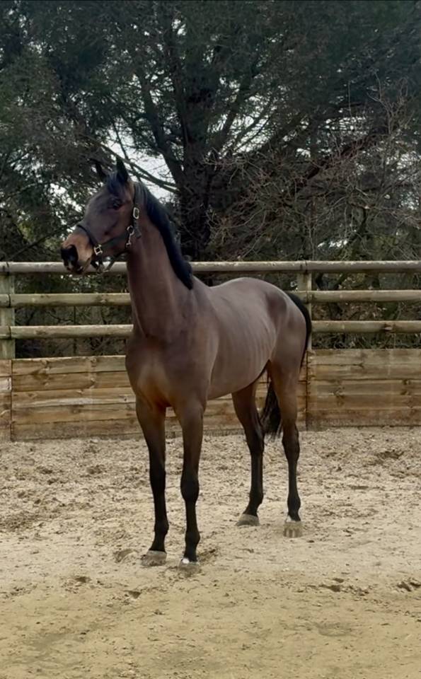 Gelding Hanoverian For sale 2021 Bay
