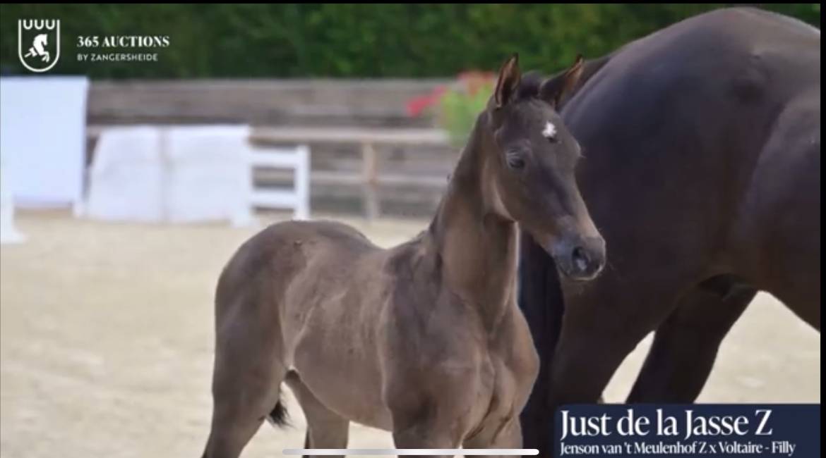 Filly Zangersheide For sale 2026 Dark Bay