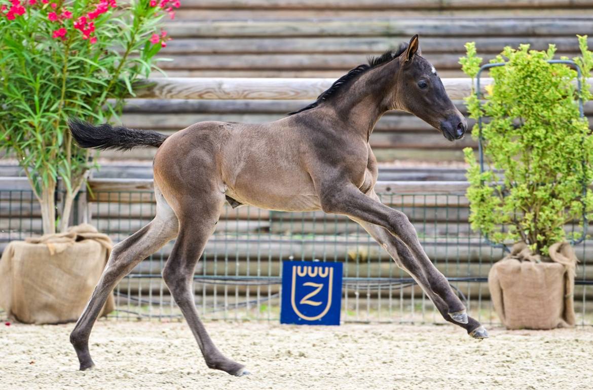 Filly Zangersheide For sale 2026 Dark Bay