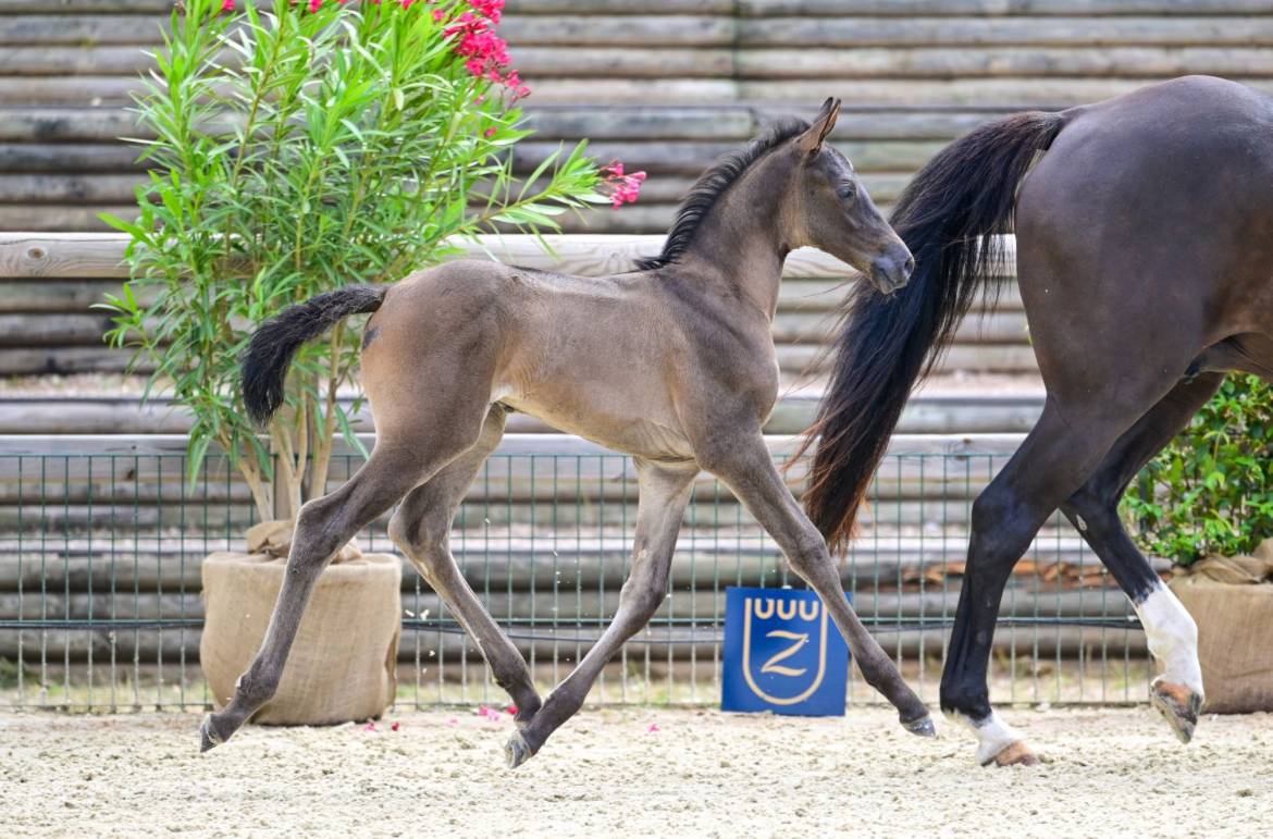Filly Zangersheide For sale 2026 Dark Bay