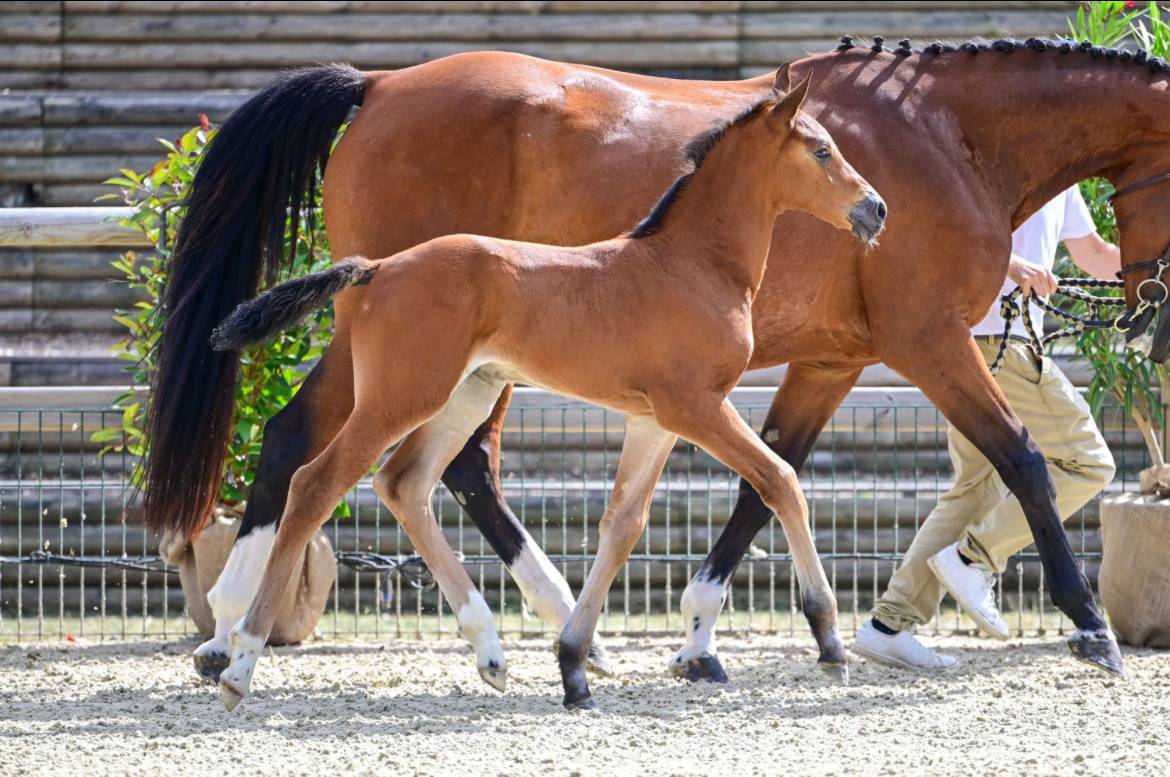 Filly Zangersheide For sale 2026 Bay