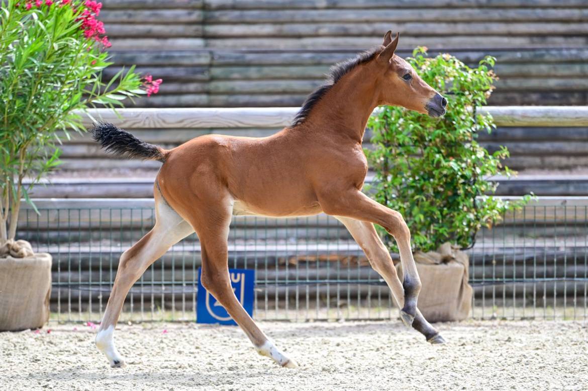 Filly Zangersheide For sale 2026 Bay