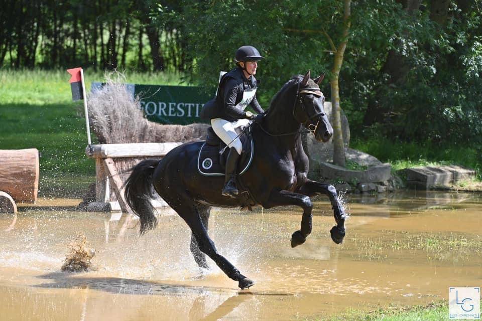 HEROE DE CAFENY - Selle Français 2017 by DIAMANT DE SEMILLY