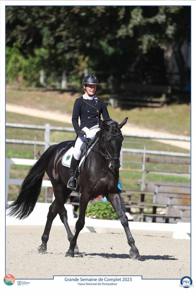 HEROE DE CAFENY - Selle Français 2017 by DIAMANT DE SEMILLY