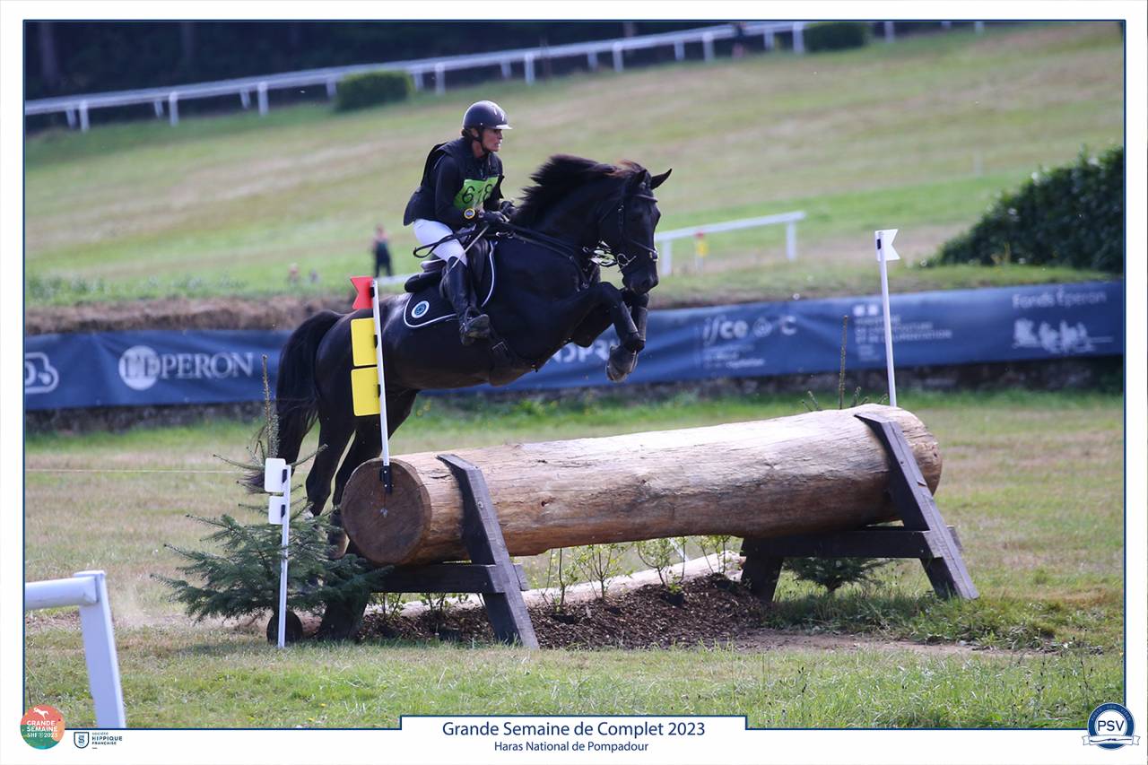 HEROE DE CAFENY - Selle Français 2017 by DIAMANT DE SEMILLY