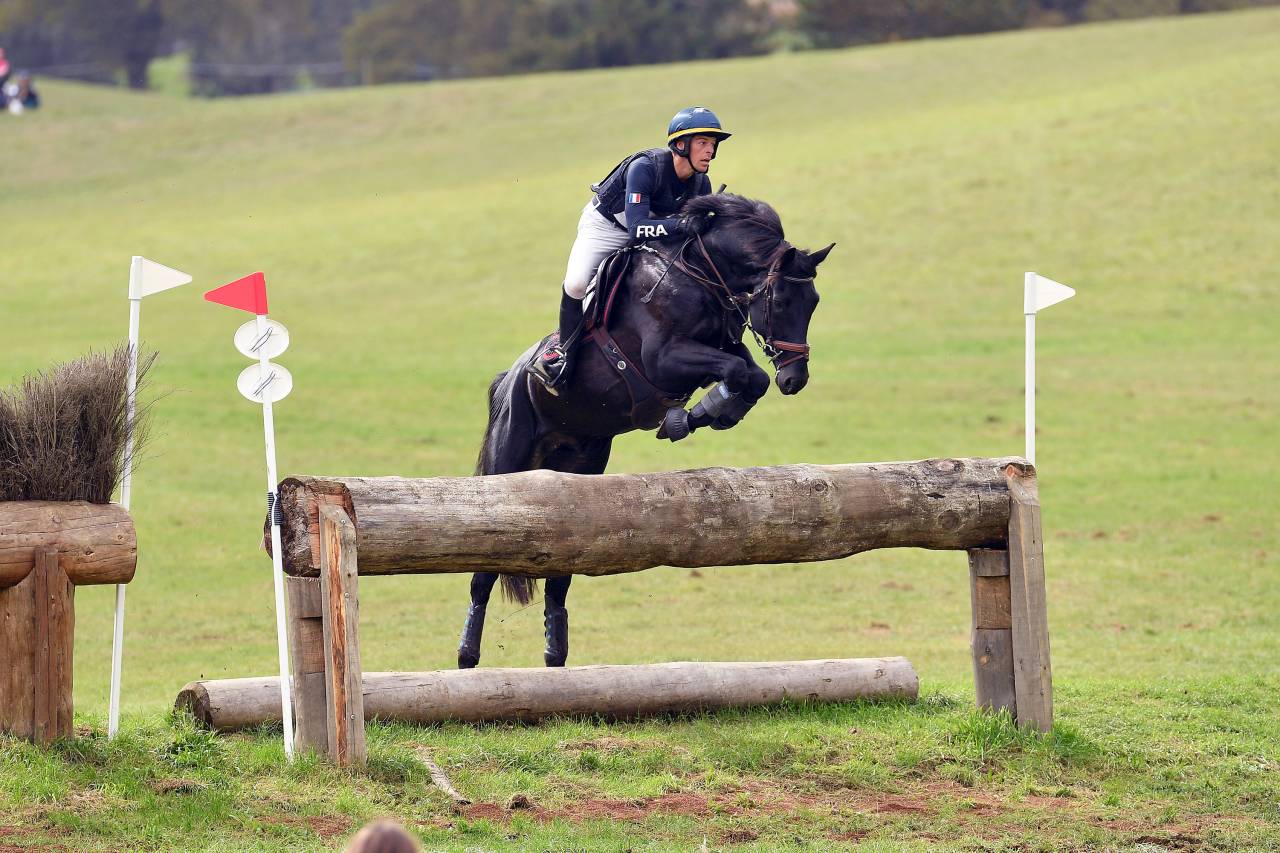 HEROE DE CAFENY - Selle Fran&ccedil;ais 2017 by DIAMANT DE SEMILLY