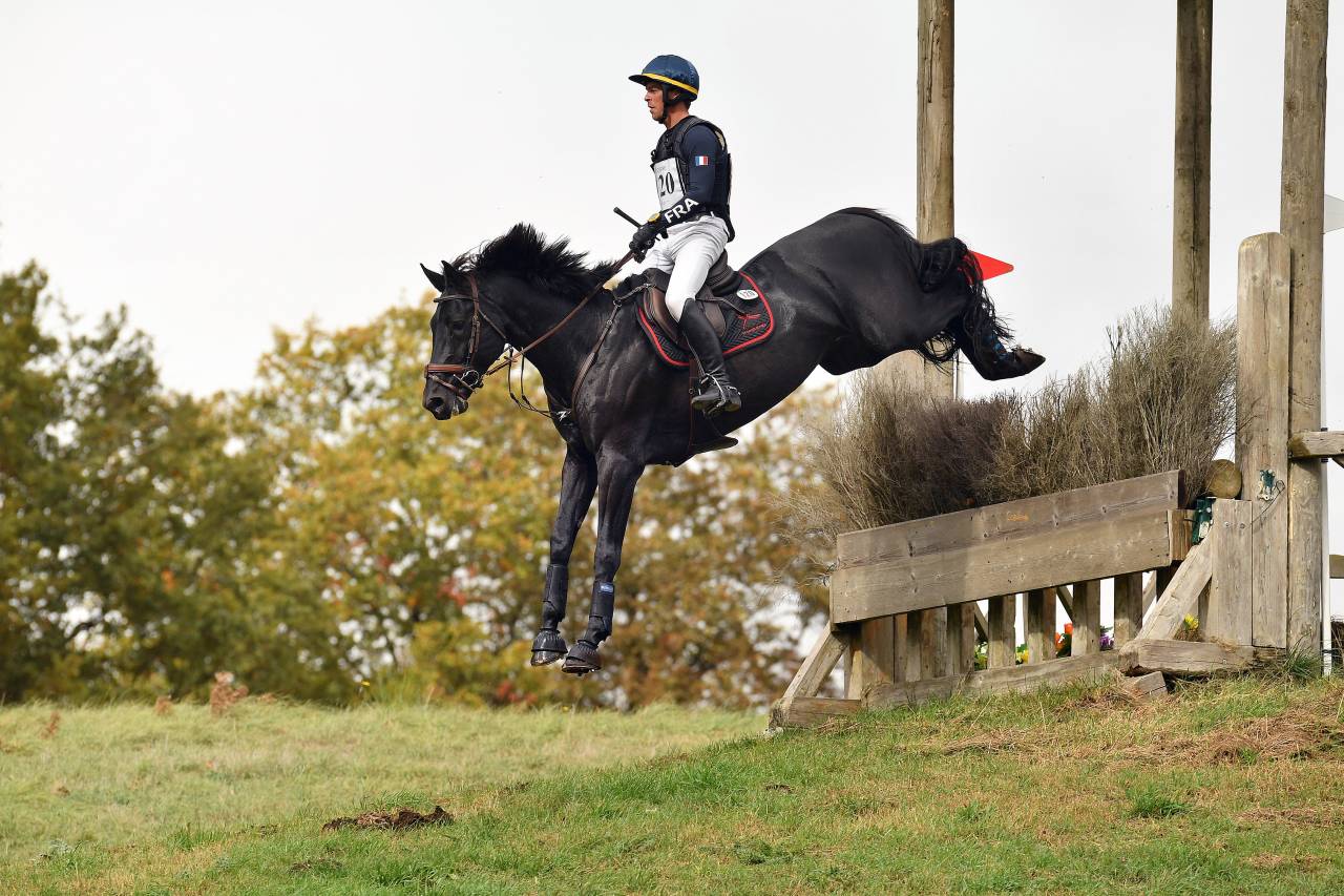 HEROE DE CAFENY - Selle Fran&ccedil;ais 2017 by DIAMANT DE SEMILLY