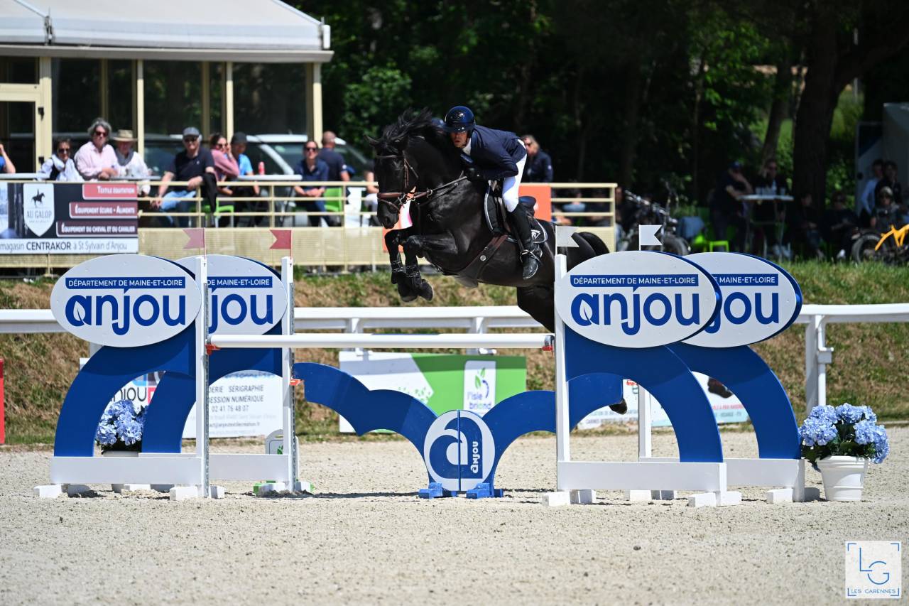 HEROE DE CAFENY - Selle Fran&ccedil;ais 2017 by DIAMANT DE SEMILLY