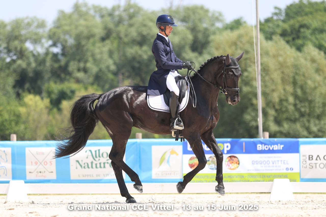 HEROE DE CAFENY - Selle Fran&ccedil;ais 2017 by DIAMANT DE SEMILLY