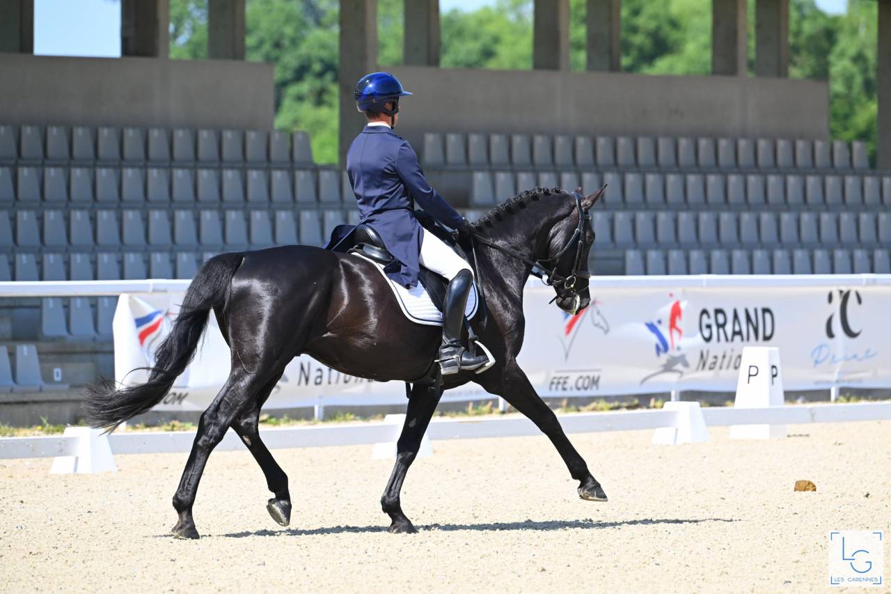 HEROE DE CAFENY - Selle Fran&ccedil;ais 2017 by DIAMANT DE SEMILLY