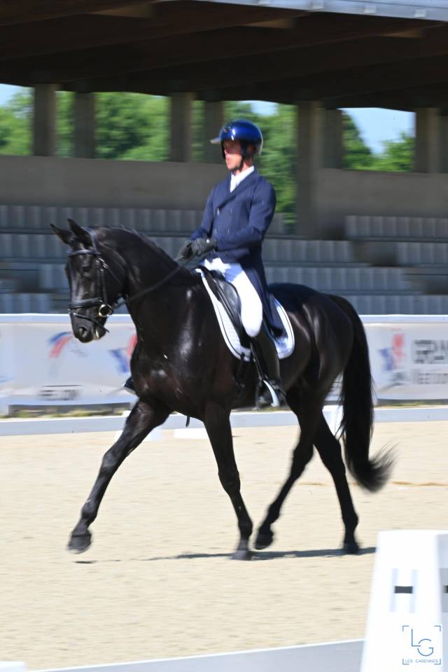 HEROE DE CAFENY - Selle Fran&ccedil;ais 2017 by DIAMANT DE SEMILLY