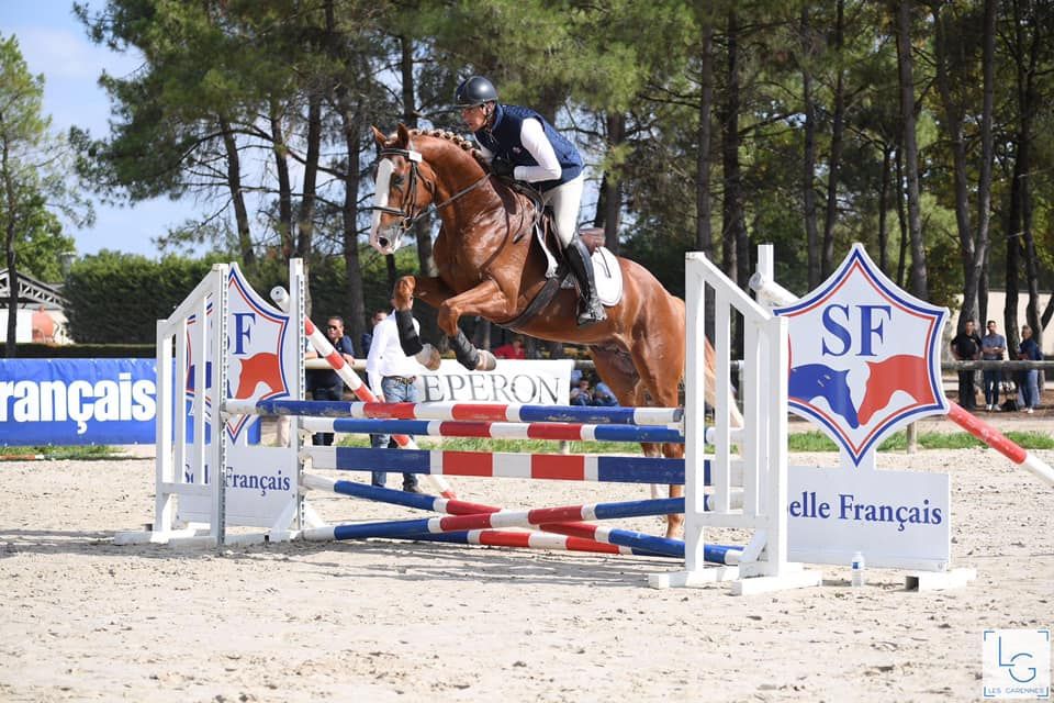 Gracieux d'Osmont - Selle Français 2016 by jadis de toscane  sfa