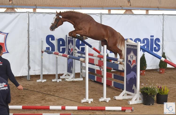 Gracieux d'Osmont - Selle Français 2016 by jadis de toscane  sfa