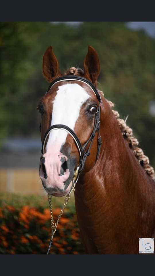 Gracieux d'Osmont - Selle Français 2016 by jadis de toscane  sfa