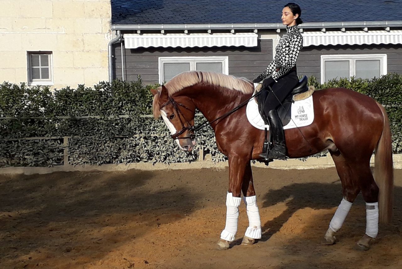 Gracieux d'Osmont - Selle Français 2016 by jadis de toscane  sfa